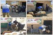  تکاب : ارائه خدمات  بهداشتی درمانی رایگان  در هفته جهاد کشاورزی 