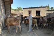 ارومیه : بیش از 45000 راس دام سبک و سنگین به صورت رایگان علیه بیماریهای تب خونریزی دهنده کریمه کنگو و لمپی اسکین سم پاشی رایگان میگردند