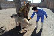  ارومیه : روز جهانی هاری و واکسیناسیون رایگان حیوانات خانگی سگ و گربه