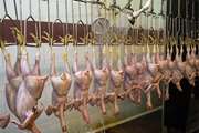 افزایش 23 درصدی تولید مرغ بدون آنتی بیوتیک در استان نسبت به سال گذشته  