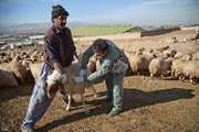 آغاز واکسیناسیون و ایمن سازی  دام‌های روستاهای زلزله‌زده بخش قطور در شهرستان خوی علیه بیماری های دامی 