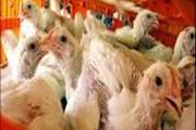 بوکان :توقیف دو  محموله مرغ زنده بدون مجوز حمل بهداشتی