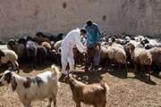 ارومیه : واکسیناسیون بیش از 50000 راس دام سنگین (گاو ، گوساله و گاومیش ) علیه بیماری تب مالت 