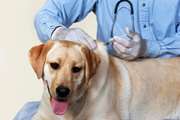 پیرانشهر: واکسیناسیون بیش از 1053 قلاده سگ علیه بیماری هاری در سال گذشته  