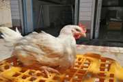 اشنویه :  معرفی 35 مرکز ذبح و عرضه مرغ زنده به مراجع قضایی