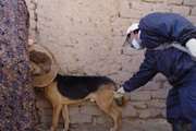 مهاباد: هزار قلاده سگ صاحبدار  بر علیه بیماری هاری مایه کوبی می‌شوند