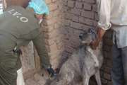 مهاباد :  1634 قلاده سگ علیه بیماری هاری در 12ماهه سال 99  واکسینه شدند