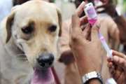 مهاباد :  600 قلاده سگ علیه بیماری هاری در 5 ماهه سال 1401  واکسینه شدند