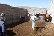 سمپاشی 826هزار متر مربع جایگا دام و  بیش 253 هزار راس دام بر علیه انگلهای خارجی در راستای مبارزه با بیماریهای تب خونریزی دهنده کریمه کنگو (CCHF) و ......از ابتدای سالجاری تا کنون 