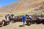 ایمن سازی بالغ بر 13  میلیون نوبت سر دام سبک و سنگین  علیه انواع بیماریهای دام در استان آذربایجان غربی طی 5 ماهه نخست  سال 1402