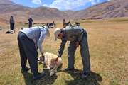 تکاب : واکسیناسیون بیش از  1200 قلاده سگ  صاحبدار بر علیه بیماری هاری توسط شبکه دامپزشکی شهرستان 