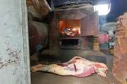 تکاب :ضبط کامل و معدوم سازی  لاشه یک راس گاو کشتاری در کشتارگاه سنتی دام  شهرستان 