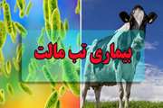 مطالبی در خصوص بیماری بروسلوز(تب مالت)