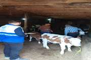 پایش میدانی عملیات واکسیناسیون دام در روستاهای شهرستان پلدشت