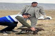 آزادسازی پرندگان وحشی با همکاری دامپزشکی ومحیط زیست