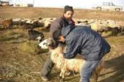 سلماس: مایه کوبی تعداد 700 هزار  نوبت سر دام سبک وسنگین