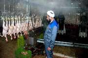 اگر ادعای عرضه طیور بدون ذبح شرعی صحت داشت، نام کشتارگاه مخدوش نمی شد