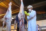 مهاباد : استحصال ۳۸۷ تن گوشت قرمز در کشتارگاه دام  با نظارت های بهداشتی دامپزشکی 
