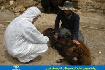 گزارش تصویری بررسی و مراقبت بیماری تب برفکی در روستاهای شهرستان تکاب 