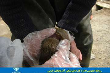 گزارش تصویری بررسی و مراقبت بیماری تب برفکی در روستاهای شهرستان تکاب 
