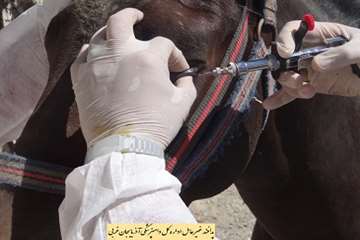 مانور پدافند غیر عامل اداره کل دامپزشکی آذربایجان غربی 