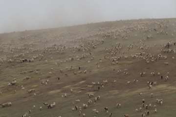 بازدید هیأت دیوان محاسبات استان، از عملیات واکسیناسیون دامهای عشایری در مناطق ییلاقی شهرستان چالدران