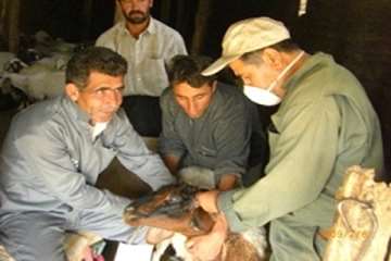واکسیناسیون دام 
