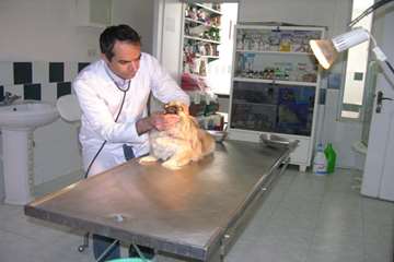 درمانگاه دام کوچک