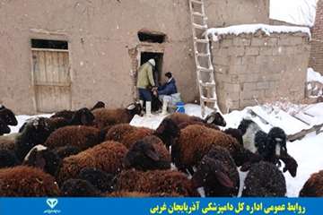 فعالیتهای دامپزشکی در زیر بارندگی و برف