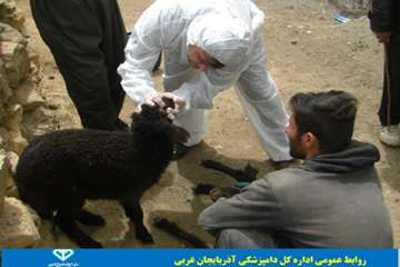 گزارش تصویری بررسی و مراقبت بیماری تب برفکی در روستاهای شهرستان تکاب 