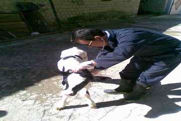 ویزیت رایگان دامها