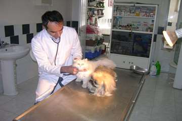 درمانگاه دام کوچک