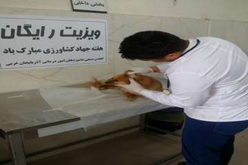ویزیت رایگان دامها