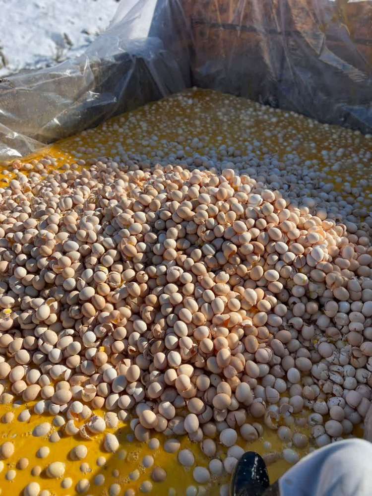 معدوم سازی تخم مرغ ها ی تولید شده در گله مرغ مادر مبتلا به سالمونلا در شهرستان ارومیه 