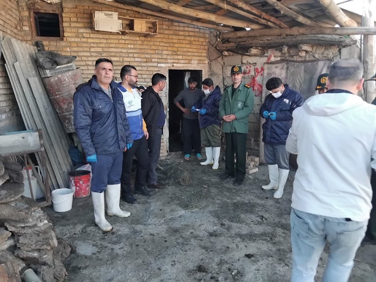 برگزاری اردوی جهادی دامپزشکی در شهرستان چالدران 