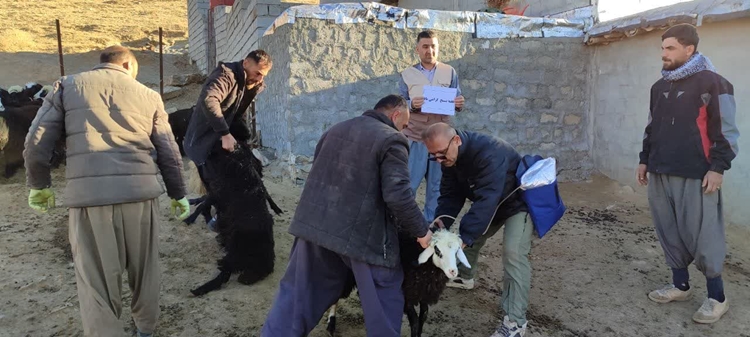 برگزاری اردوی جهادی دامپزشکی در شهرستان سردشت 
