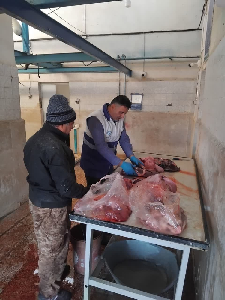 حذف و معدوم سازی 65 کیلوگرم گله و پاچه غیربهداشتی در شهرستان چالدران