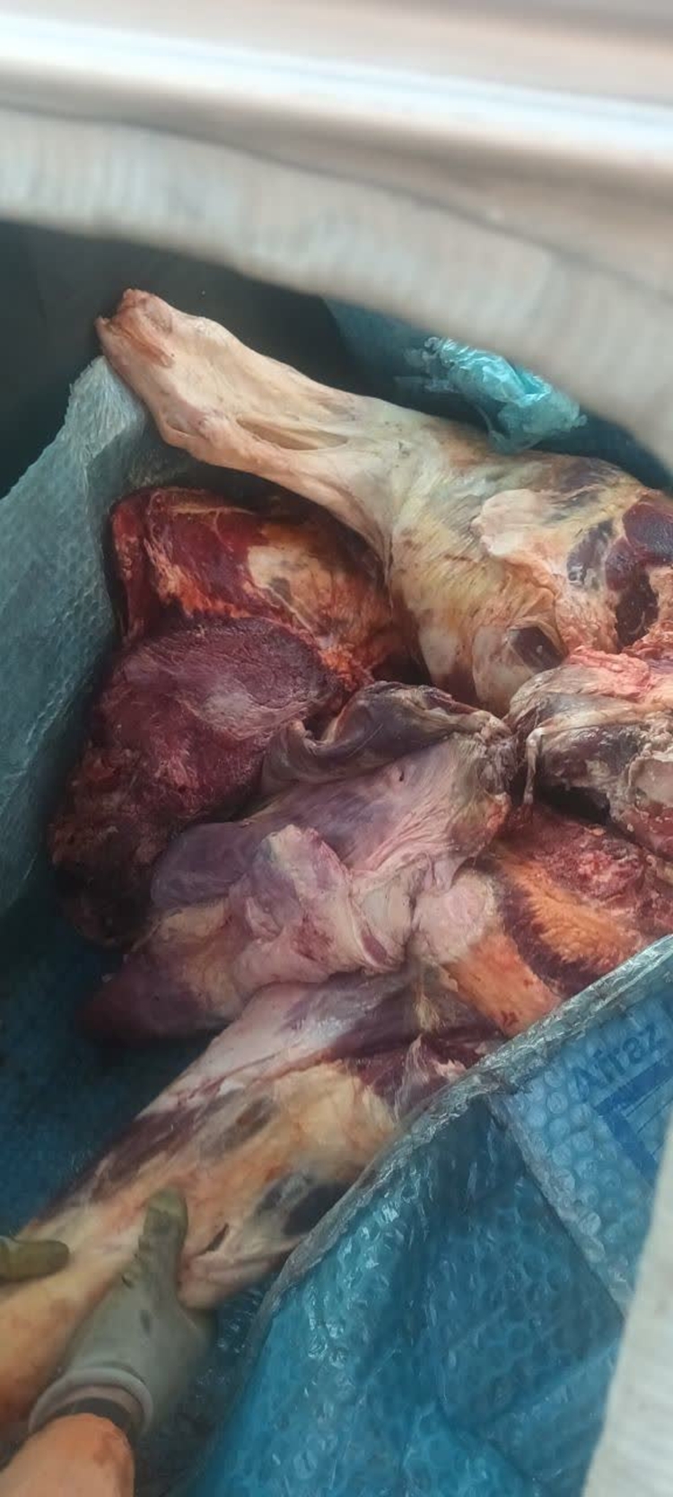 توقیف و معدوم سازی لاشه گاوی حاصل از کشتار غیرمجاز در سلماس