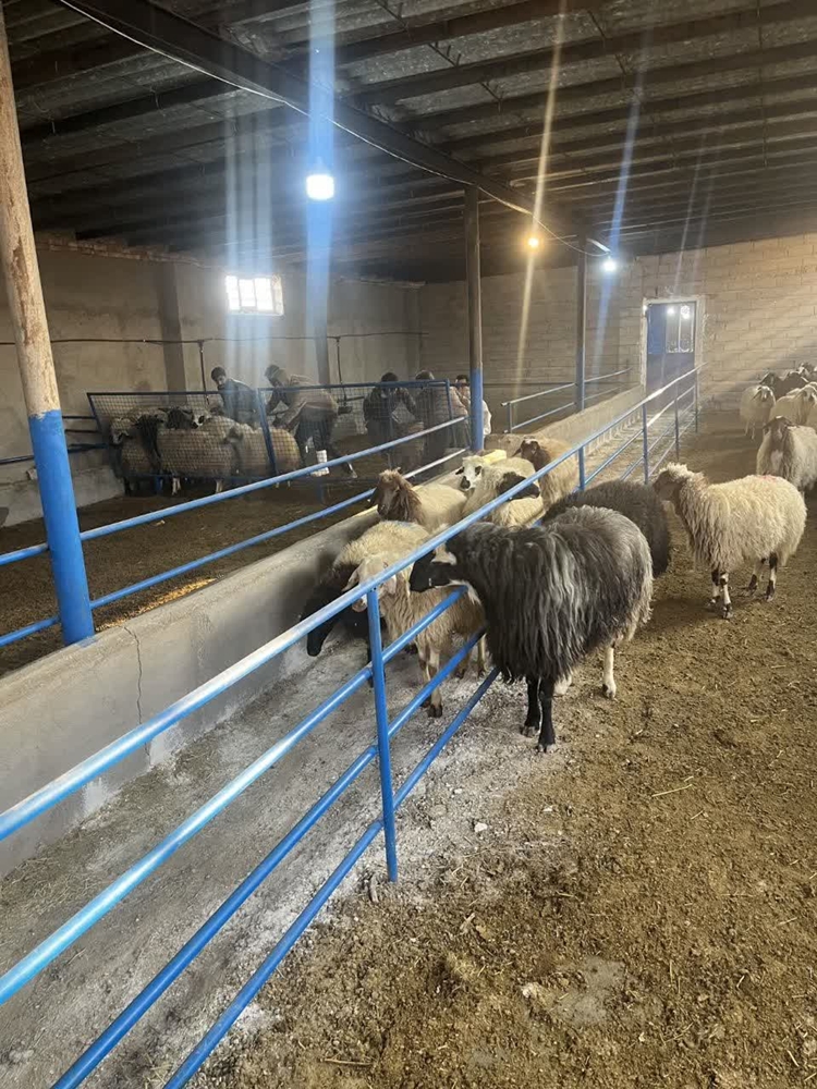 نظارت بر واکسیناسیون تب برفکی درشهرستان شوط