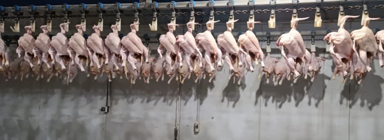 ضبط بیش از ۱۷هزار قطعه لاشه مرغ درکشتارگاه طیور خوی