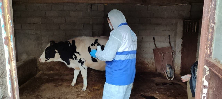 پایش و مراقبت مستمر کانون های بیماری تب برفکی در دامداری های شهرستان سردشت