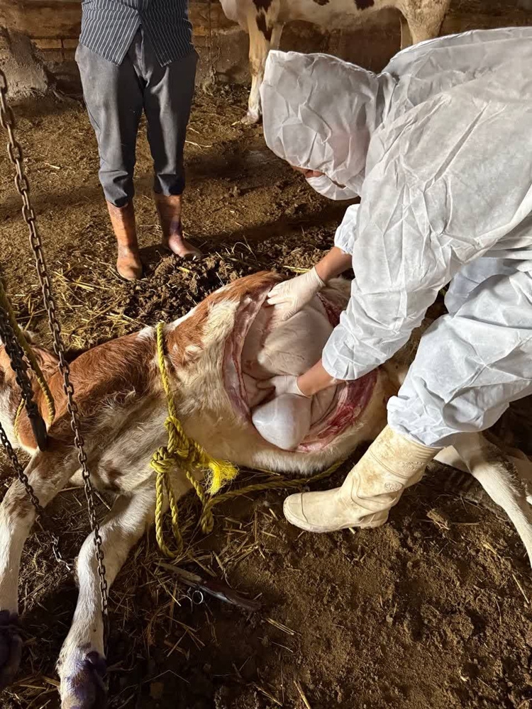 پایش و مراقبت تشدیدی تب برفکی در شهرستان چایپاره