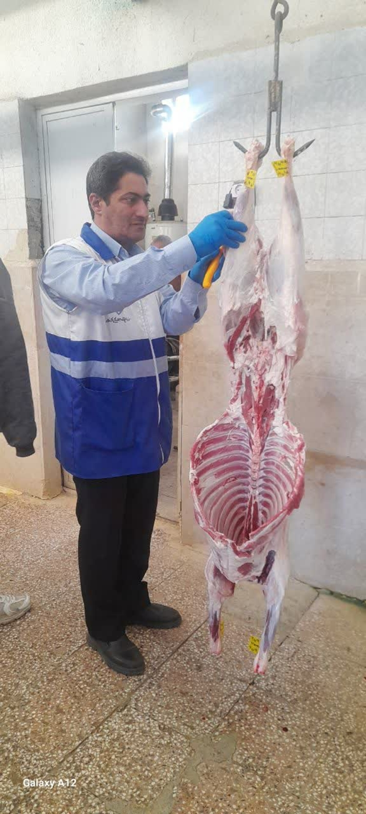 حذف و معدوم سازی لاشه آلوده به انگل تک یاخته سارکوسیست در چالدران