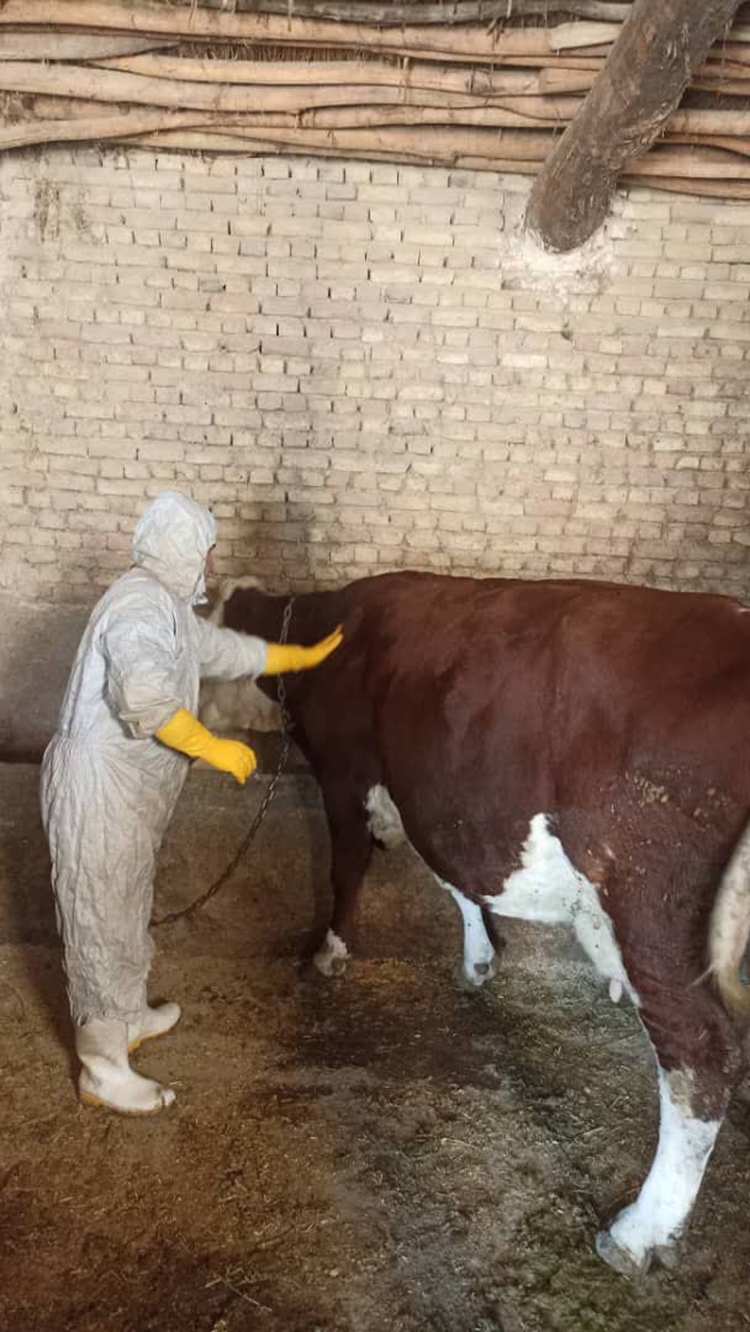 مایه کوبی دام های سنگین علیه سویه جدید تب برفکی