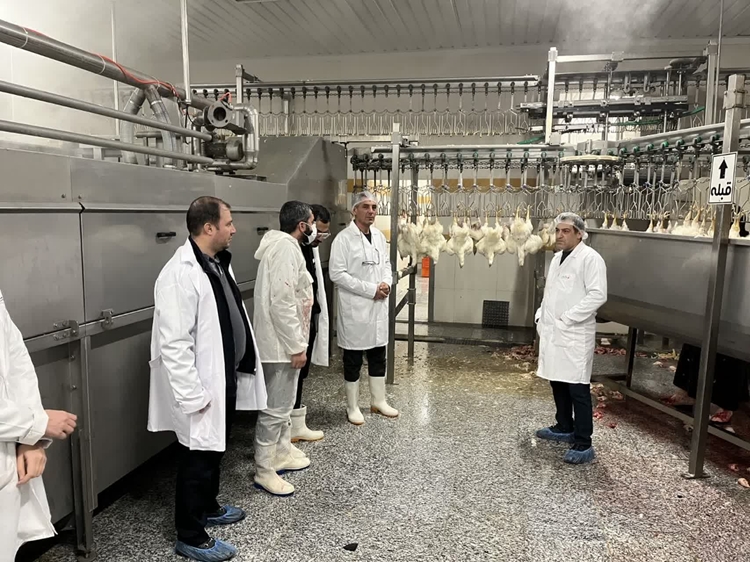 بازدید شبانه و سرزده کشتارگاه طیور توسط رئیس شبکه دامپزشکی ارومیه