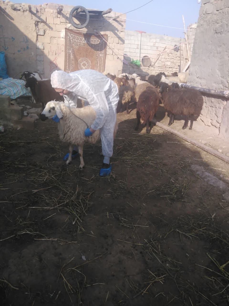 رصد و پایش بیماری تب برفکی توسط کارشناس شبکه دامپزشکی شهرستان