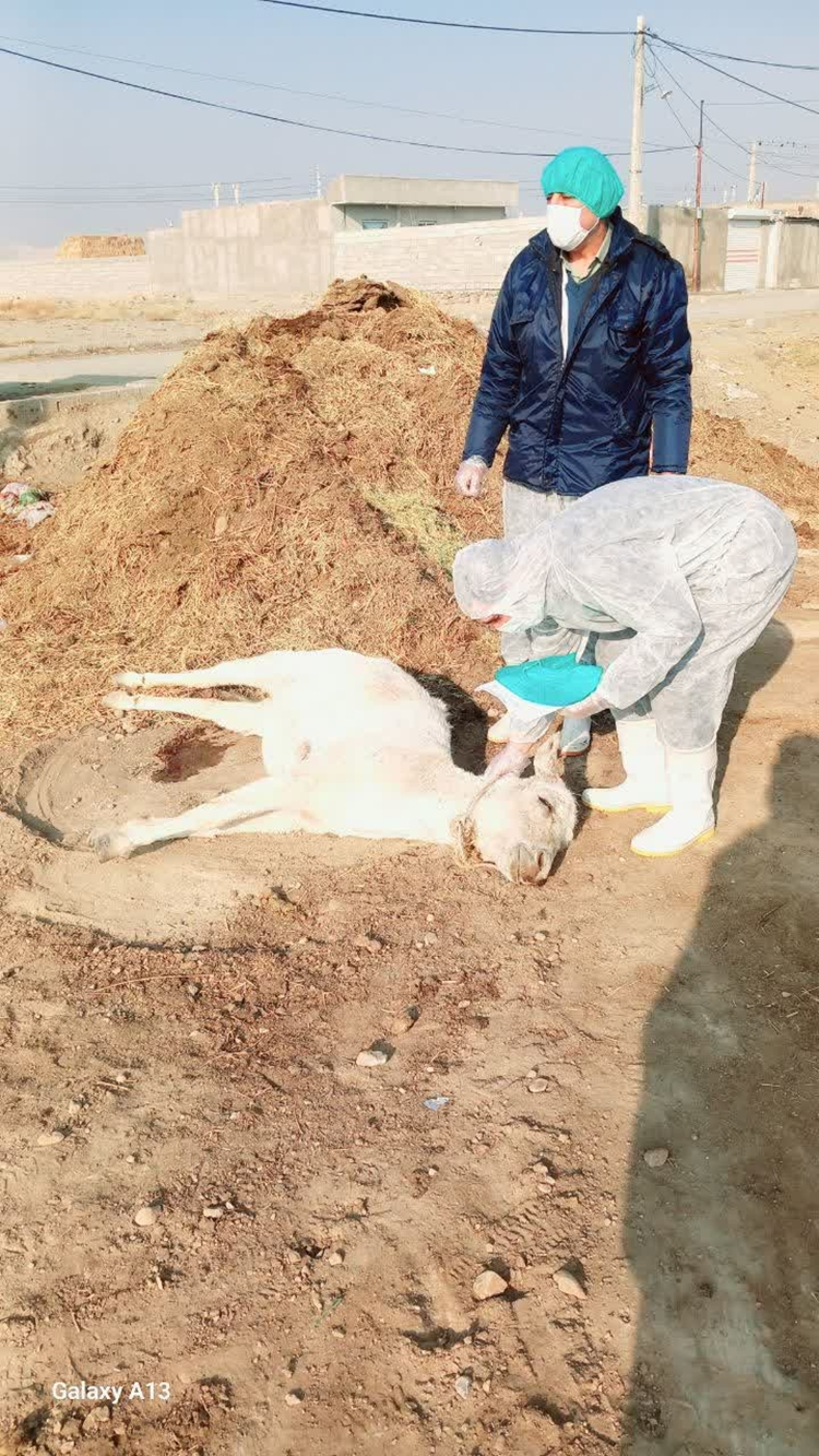 نمونه برداری از تکسمی مشکوک به هاری در شهرستان پلدشت