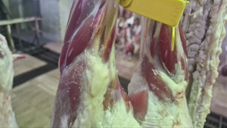 تشخیص و حذف بهداشتی دو لاشه گوسفند مبتلا به سارکوسیستوزیس در کشتارگاه ماکو 