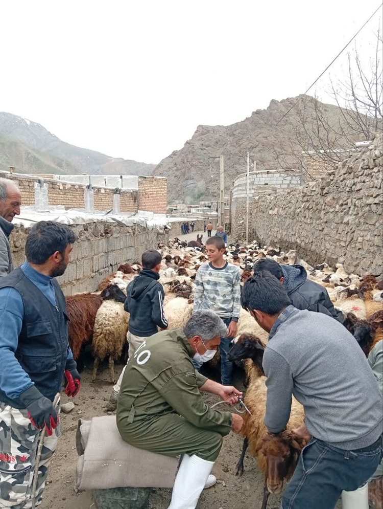 عملیات مایه کوبی دام های عشایری شهرستان خوی آغاز شد 